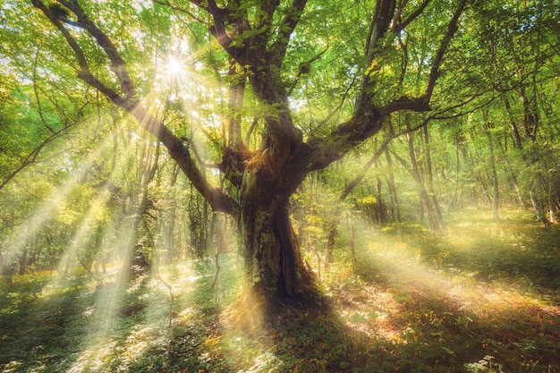 Fairy old tree tree with colorful sun rays in spring