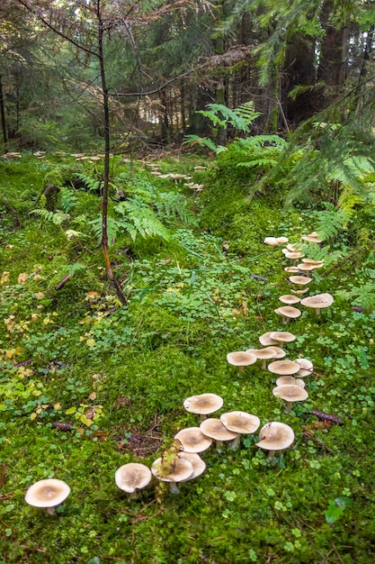 fairy ring in a forest