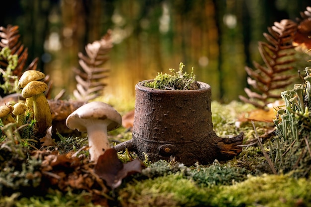 Ambiente da favola magico sfondo foresta autunnale. ceppo di legno come podio espositivo per prodotti eco naturali. foglie d'autunno, muschio, funghi selvatici, guscio di lumaca. concetto di pubblicità ecologica