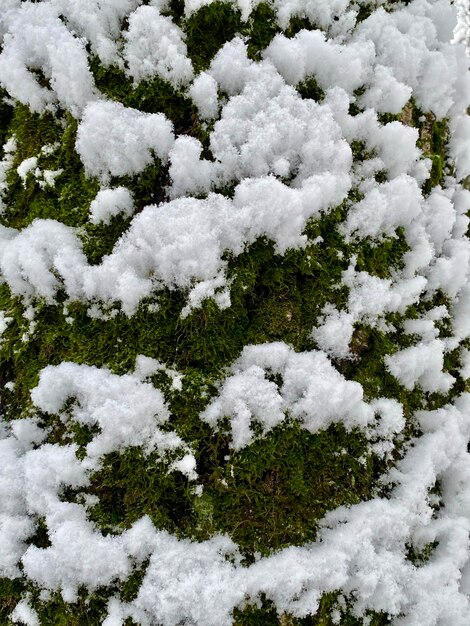 Foto foresta di favole stagione invernale neve coperta di muschio verde