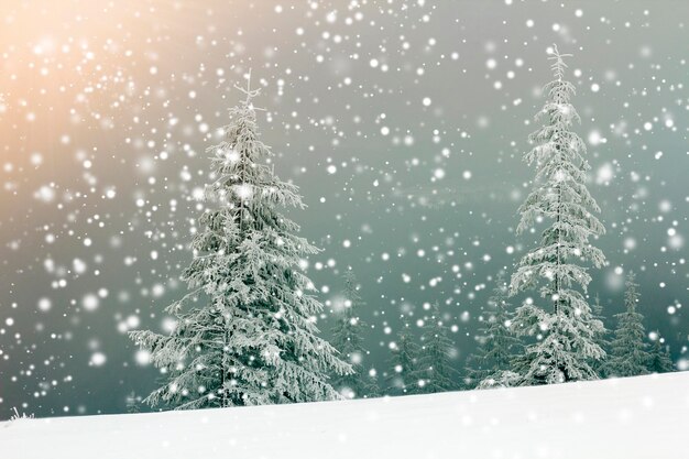 Fairy tale winter landscape Pine trees with snow and frost on mountain slope lit by bright sun rays on blue sky and falling snowflakes copy space background Happy New Year and merry Christmas card