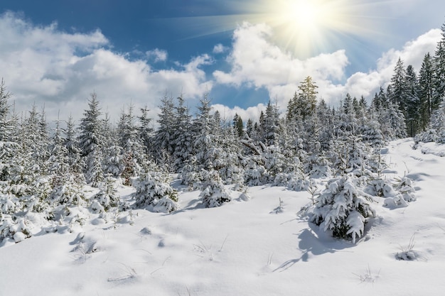 Fairy winter forest met besneeuwde sparren en een prachtige blauwe lucht