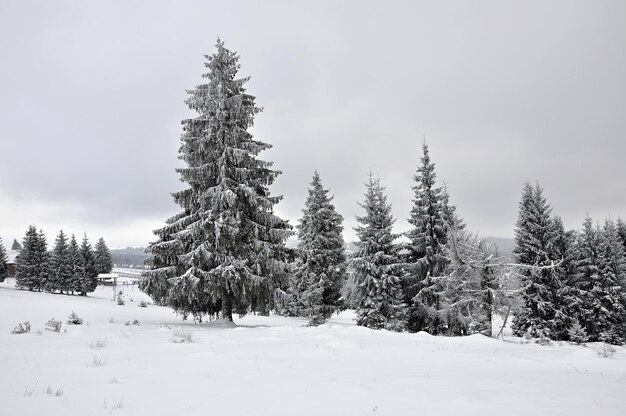 フェアリーの冬の風景と杉の木 クリスマス挨のコンセプト