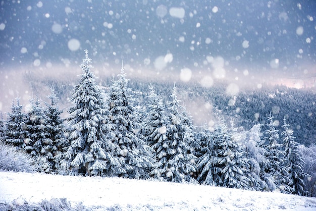 雪の降る雪の木の冬の風景 クリスマスの挨コンセプト