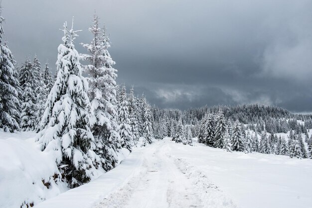 Фото Фея зимний пейзаж с еловыми деревьями