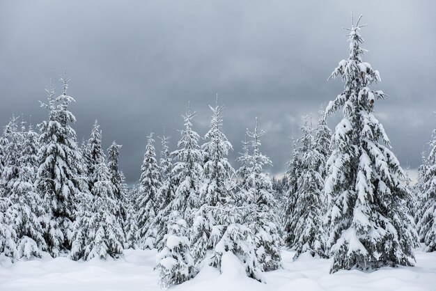 Fairy winter landscape with fir trees