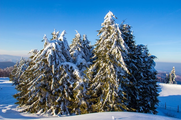 Fairy winter trees with snow Wintertime Beautiful winter landscape with snow