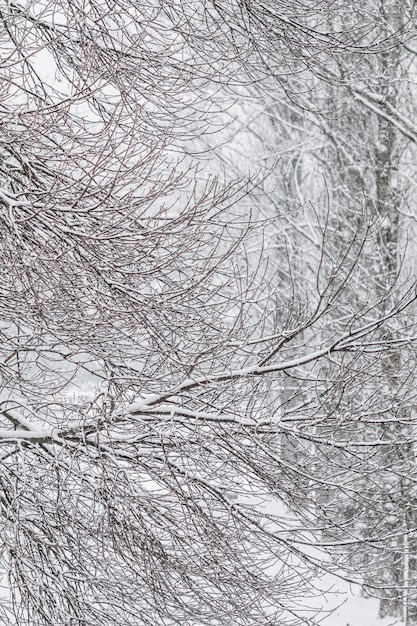 Fairytale fluffy snowcovered trees branches nature scenery with white snow and cold weather snowfall