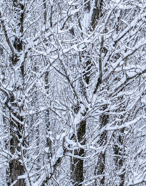 Сказочные пушистые заснеженные ветки деревьев, природа, пейзаж с белым снегом и холодный снегопад ...