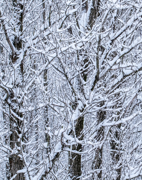 Fairytale fluffy snowcovered trees branches nature scenery with white snow and cold weather snowfall...