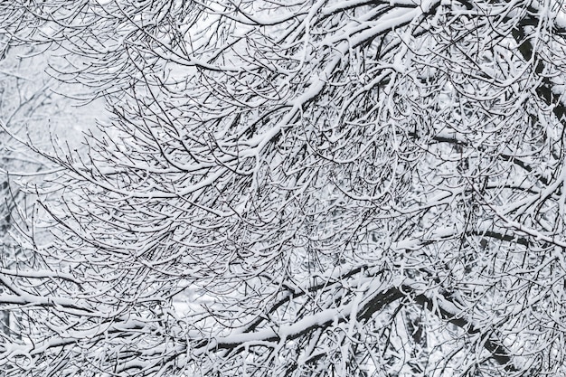 おとぎ話のふわふわの雪に覆われた木々は、白い雪と寒い天候の降雪で自然の風景を分岐します