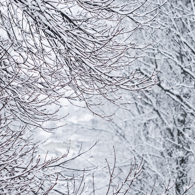 Fairytale fluffy snowcovered trees branches nature scenery with white snow and cold weather snowfall