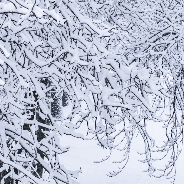 おとぎ話のふわふわの雪に覆われた木々は、白い雪と寒い天候の降雪で自然の風景を分岐します