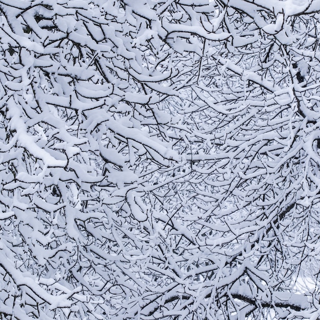 Foto fiabeschi soffici rami di alberi coperti di neve paesaggi naturali con neve bianca e tempo freddo