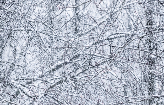 Fairytale pluizige besneeuwde bomen takken natuurlandschap met witte sneeuw en koud weer sneeuwval