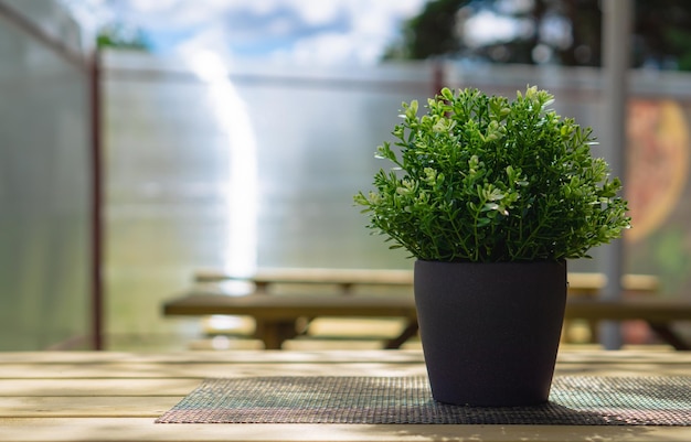 朝のコーヒーカフェの茶色の木製テーブルのポットに偽の緑の植物ポットコピースペースのプラスチックの花