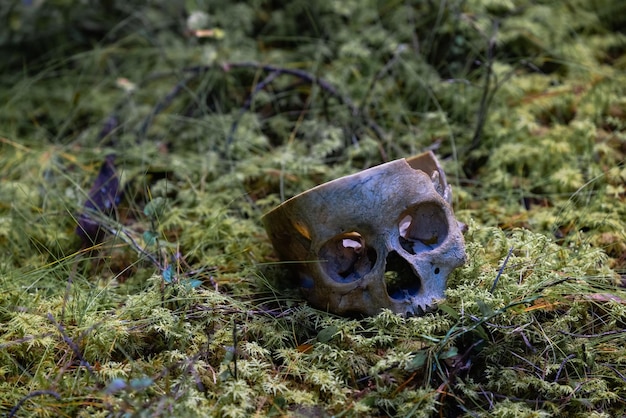 偽の人間の頭蓋骨。装飾的な頭蓋骨。人工の人間の頭蓋骨が森の地面に横たわっています。モス。