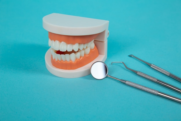 Fake jaw with medical instruments isolated on the blue background.