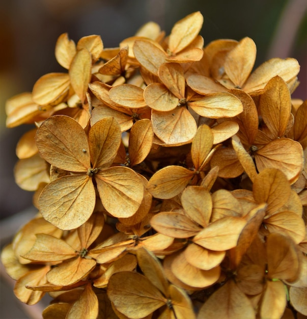 Photo fal flower hydrangea