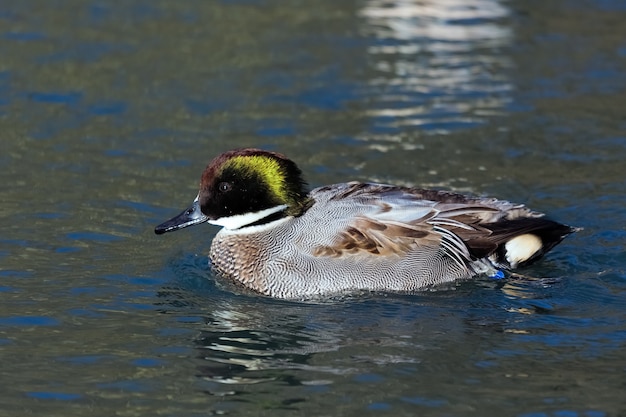 Falcated 오리 또는 청록 (Anas falcata)