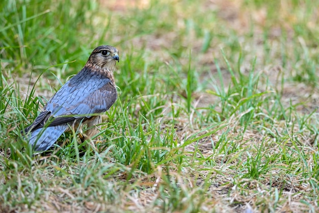 Falco columbariusまたはmerlinは、ハヤブサ科のハヤブサ科の鳥の一種です。