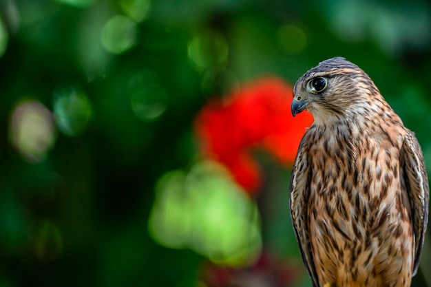 Falco columbarius 또는 merlin은 Falconidae 계통의 매 조류 종입니다