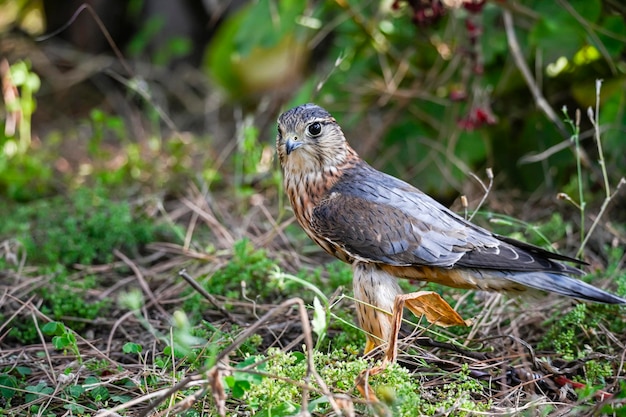 Falco columbarius или merlin — вид соколиных птиц семейства Falconidae.