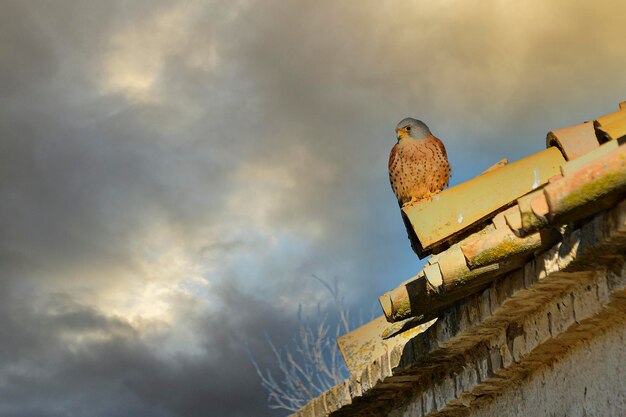 Falco naumanni o cernicalo primilla, ave falconiforme de la familia Falconidae.