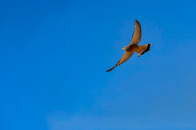 Falco naumanni o cernicalo primilla、ave falconiforme de la familiaFalconidae。