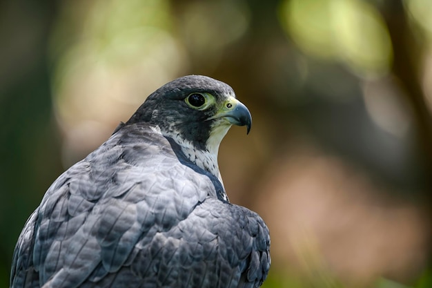 Falco peregrinus female or peregrine falcon is a species of falconiform bird in the Falconidae family