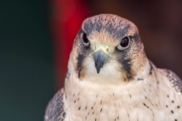 Falco tinnunculus head