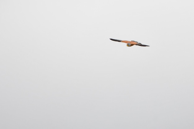 Falco Tinnunculus - The Vulgar Kestrel is a species of Falconiform bird of the Falconidae family. 