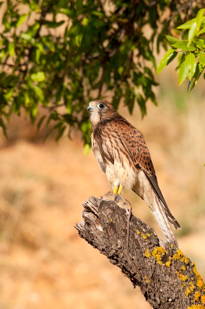 Falco Tinnunculus - Вульгарная пустельга - разновидность соколообразных птиц семейства Falconidae.