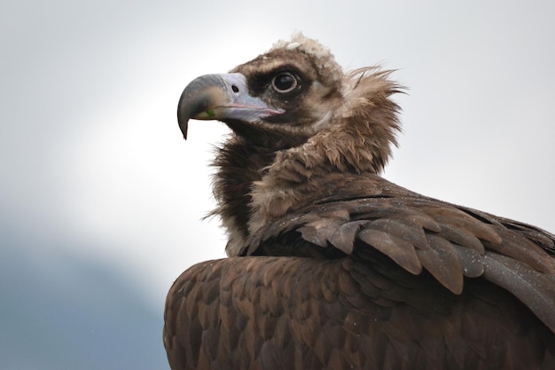 Falcon closeup on head side view