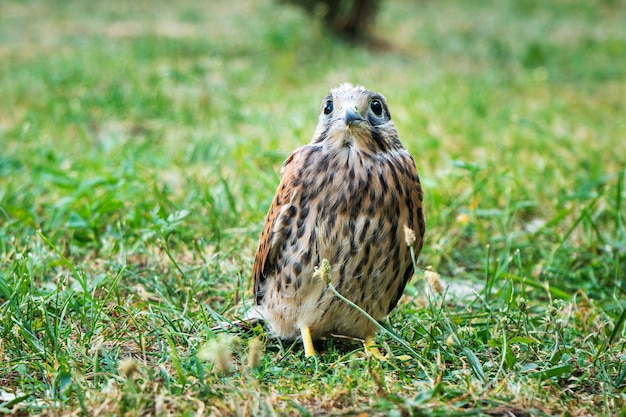 Falco sull'erba, uccello nell'erba verde a terra. animale