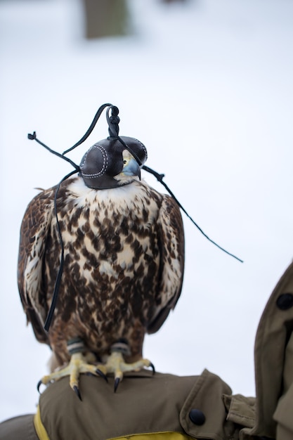 Photo falcon in the headdress