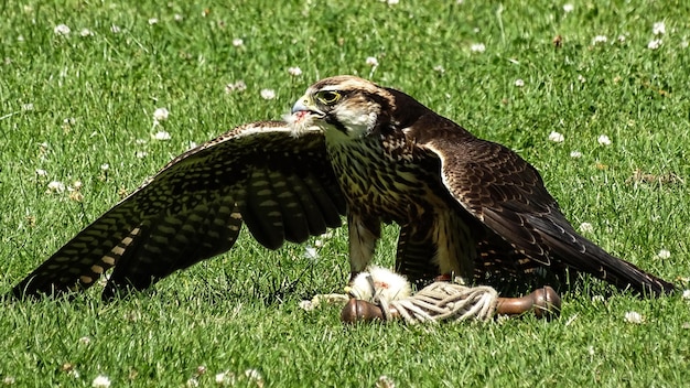 Photo falcon perching on field
