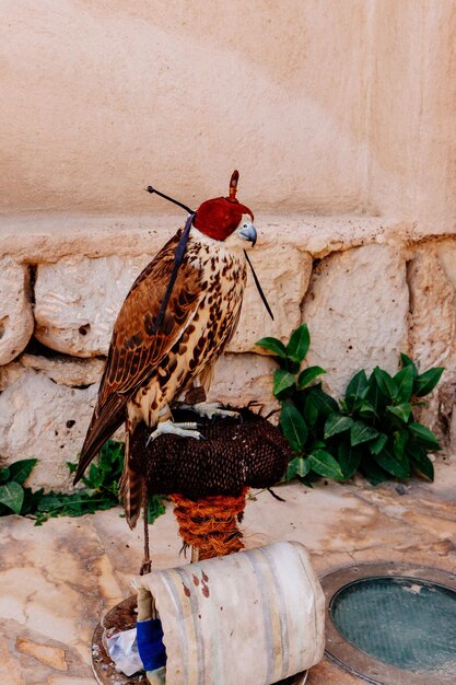 Photo falcon perching in front of a wall