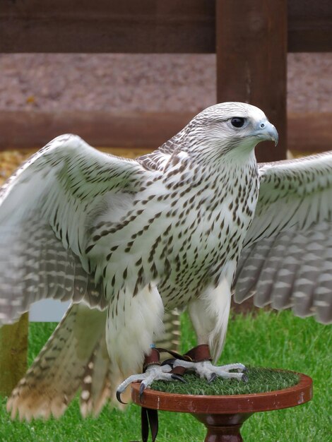 Photo falcon perching on table in lawn