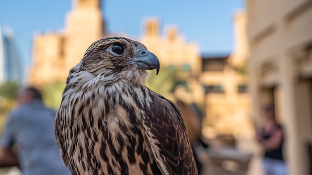 Falcon In The United Arab Emirates
