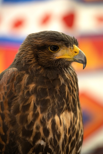 Foto falconeria. falco di harris