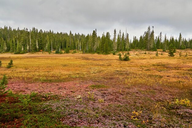 A fall alpine meadow of pink and vibrant golden grasses with coniferious trees in the background