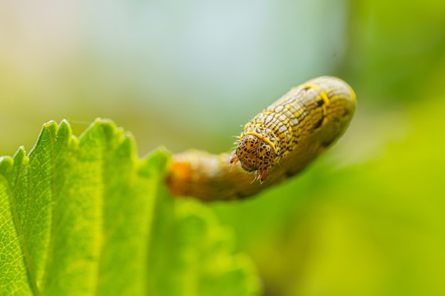 Осенний червь spodoptera frugiperda на зеленом листе с избирательным фокусом изображения экстремально крупным планом