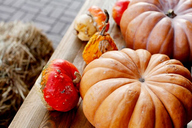 Fall autumn decoration with pumpkins