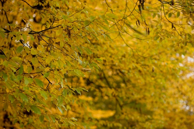 Fall autumn leaves background Landscape in autumn season