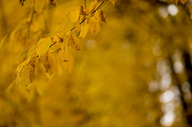 Fall autumn leaves background Landscape in autumn season