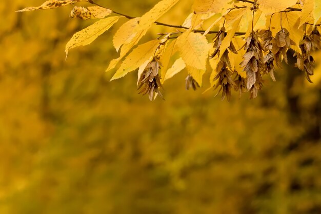 Fall, autumn, leaves background. A tree branch with autumn leaves on a blurred background. Landscape in autumn season.