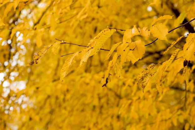 Fall, autumn, leaves background. A tree branch with autumn leaves on a blurred background. Landscape in autumn season.