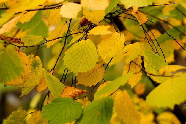 Fall, autumn, leaves background