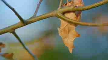 Photo fall background colored foliage in autumn quercus rubra autumn foliage background close up